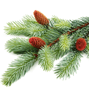 Raw spruce