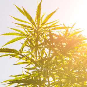 Raw hemp