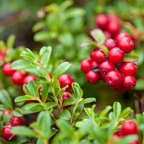 Raw lingonberry