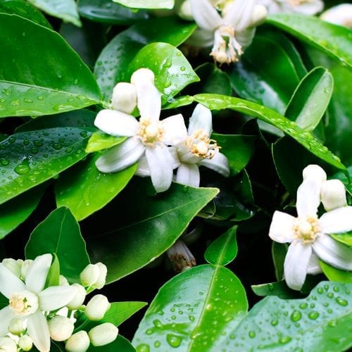 Raw neroli orange