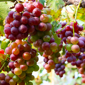 red sour grapes
